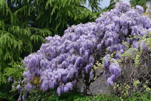 Сочетание декоративных кустарников. Кустарники для дачи – советы по выбору декоративных кустарников. 150 фото идей применения кустарника в ландшафтном дизайне