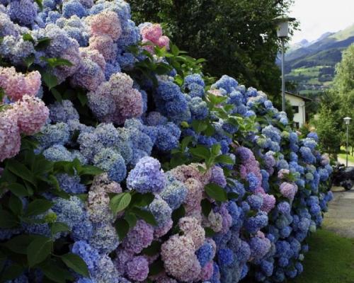 Сочетание декоративных кустарников. Кустарники для дачи – советы по выбору декоративных кустарников. 150 фото идей применения кустарника в ландшафтном дизайне