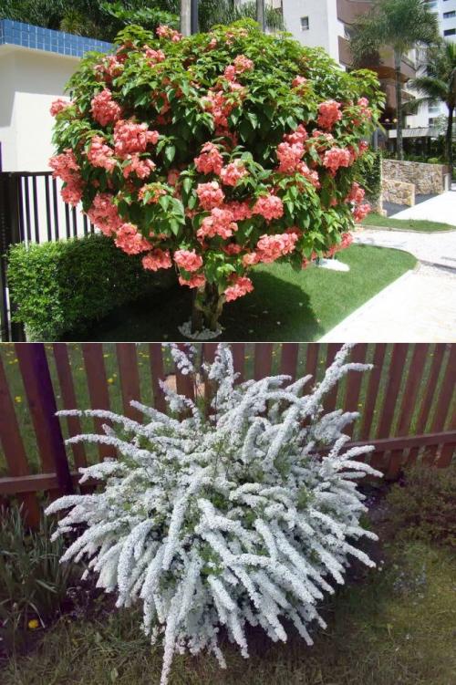 Сочетание декоративных кустарников. Кустарники для дачи – советы по выбору декоративных кустарников. 150 фото идей применения кустарника в ландшафтном дизайне