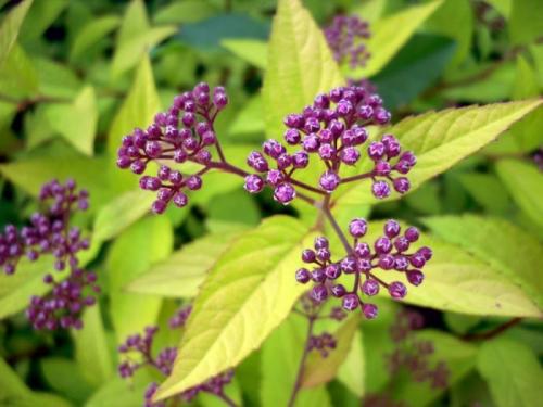 Сочетание декоративных кустарников. Кустарники для дачи – советы по выбору декоративных кустарников. 150 фото идей применения кустарника в ландшафтном дизайне