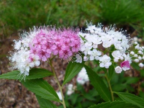 Сочетание декоративных кустарников. Кустарники для дачи – советы по выбору декоративных кустарников. 150 фото идей применения кустарника в ландшафтном дизайне