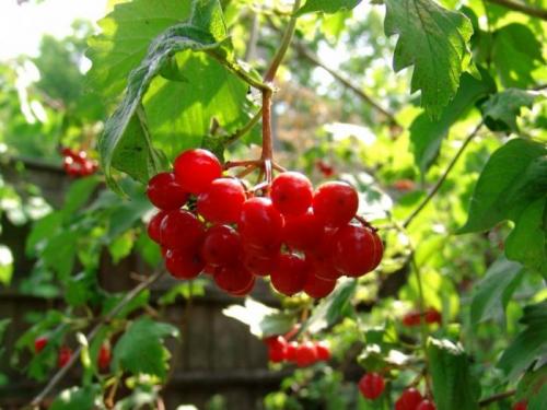 Сочетание декоративных кустарников. Кустарники для дачи – советы по выбору декоративных кустарников. 150 фото идей применения кустарника в ландшафтном дизайне