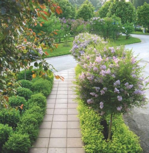 Сочетание декоративных кустарников. Кустарники для дачи – советы по выбору декоративных кустарников. 150 фото идей применения кустарника в ландшафтном дизайне