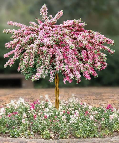 Сочетание декоративных кустарников. Кустарники для дачи – советы по выбору декоративных кустарников. 150 фото идей применения кустарника в ландшафтном дизайне