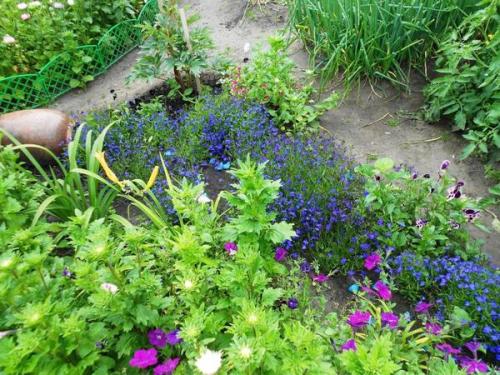 Ручей из лобелии. Мой ручей из цветов. Лобелия Сине-белый фонтан