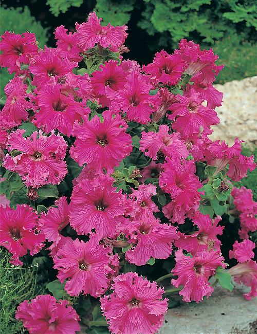 Клумбы для петунии своими руками. Петуния в ландшафтном дизайне сада, посадка и уход, идеи оформления