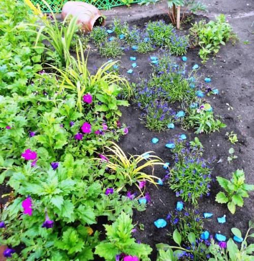 Ручей из лобелии. Мой ручей из цветов. Лобелия Сине-белый фонтан