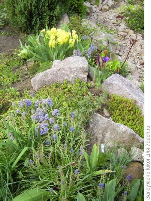 Растения для сухого ручья. Сухой ручей