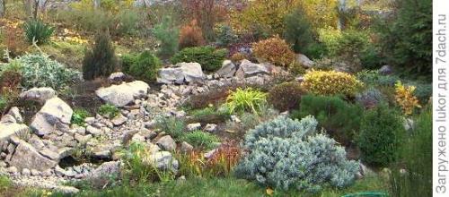 Растения для сухого ручья. Сухой ручей