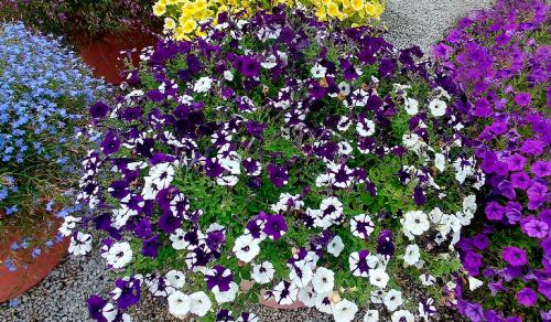 Клумбы для петунии своими руками. Петуния в ландшафтном дизайне сада, посадка и уход, идеи оформления