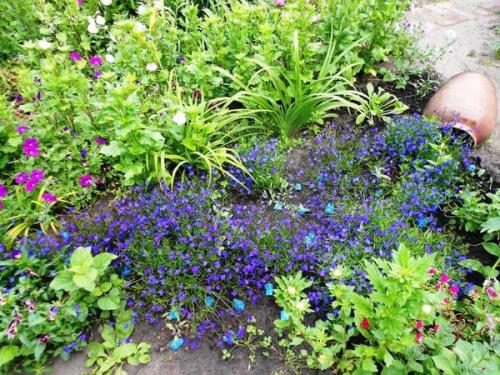 Ручей из лобелии. Мой ручей из цветов. Лобелия Сине-белый фонтан