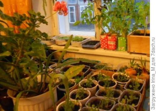 Ручей из лобелии. Мой ручей из цветов. Лобелия Сине-белый фонтан