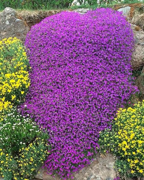 Вертикальная клумба для цветов. Вертикальные клумбы — создание каскадных цветников своими руками, фото