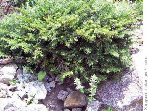 Растения для сухого ручья. Сухой ручей