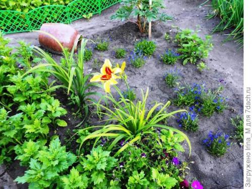 Ручей из лобелии. Мой ручей из цветов. Лобелия Сине-белый фонтан