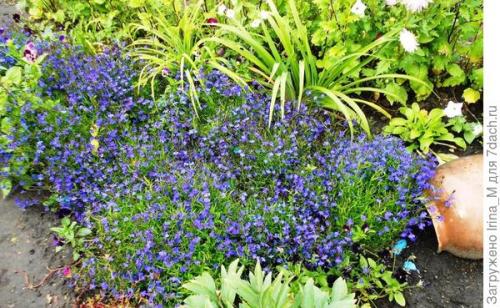 Ручей из лобелии. Мой ручей из цветов. Лобелия Сине-белый фонтан
