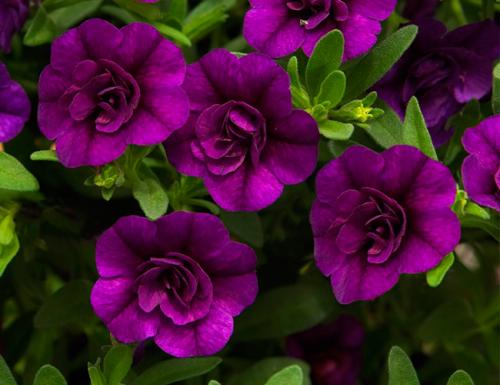 Клумбы для петунии своими руками. Петуния в ландшафтном дизайне сада, посадка и уход, идеи оформления