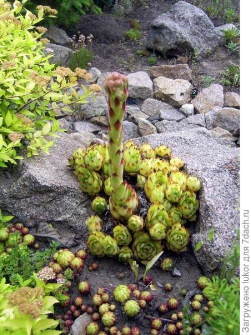 Растения для сухого ручья. Сухой ручей