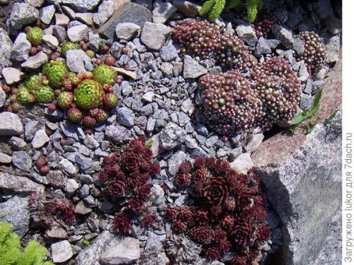 Растения для сухого ручья. Сухой ручей