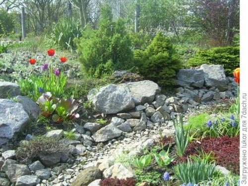 Растения для сухого ручья. Сухой ручей