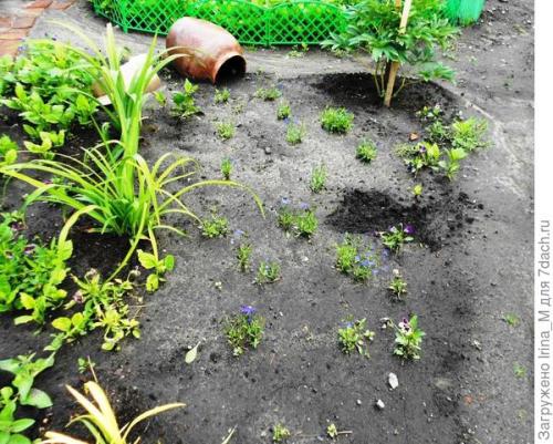 Ручей из лобелии. Мой ручей из цветов. Лобелия Сине-белый фонтан