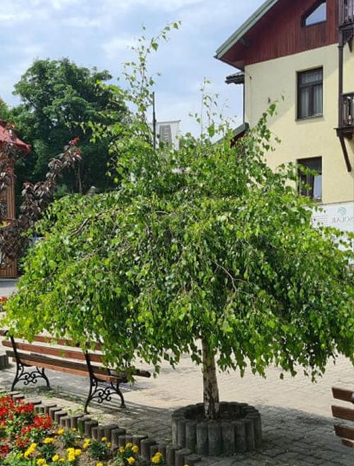 Декоративные деревья для сада – названия, описания, фото