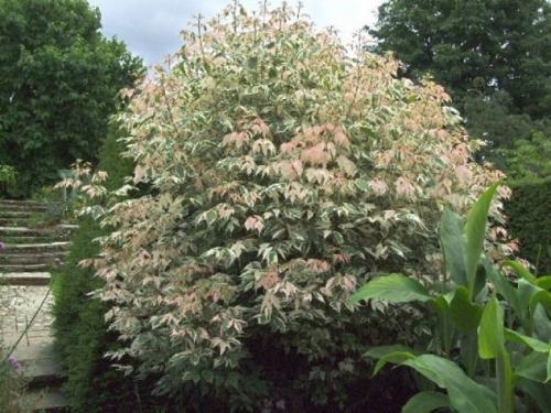 6 деревьев для дачи. Быстрорастущие деревья для дачи