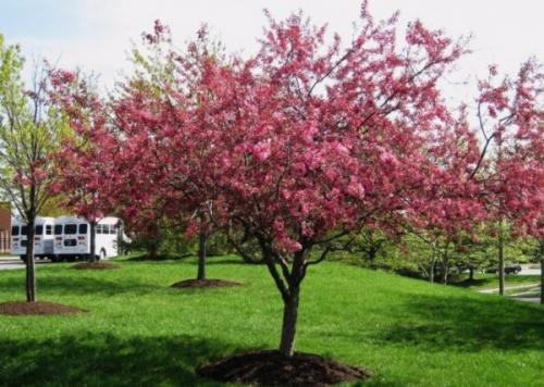 Деревья для загородного дома. Какие красивые декоративные деревья посадить на участке, вдоль забора и перед домом?