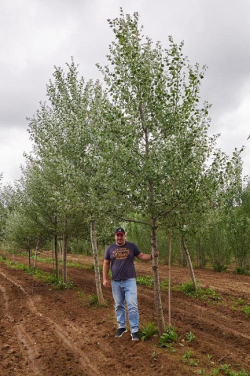 6 деревьев для дачи. Быстрорастущие деревья для дачи