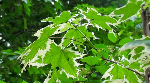 6 деревьев для дачи. Быстрорастущие деревья для дачи 16