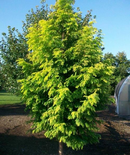 6 деревьев для дачи. Быстрорастущие деревья для дачи