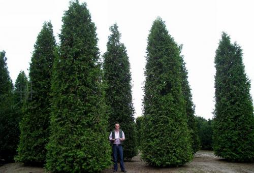 6 деревьев для дачи. Быстрорастущие деревья для дачи