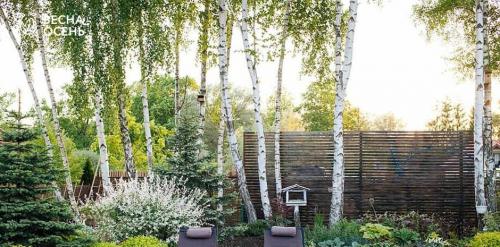 6 деревьев для дачи. Быстрорастущие деревья для дачи 30