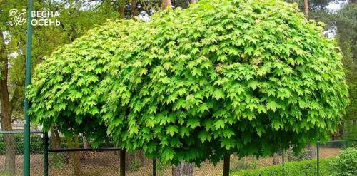 6 деревьев для дачи. Быстрорастущие деревья для дачи 31