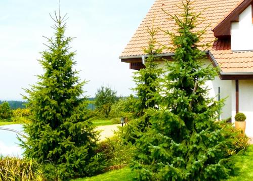 6 деревьев для дачи. Быстрорастущие деревья для дачи