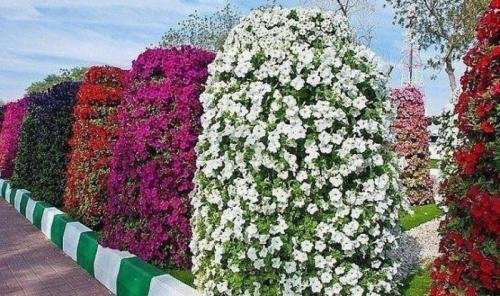 Как сделать вертикальную клумбу. Характерные особенности вертикального озеленения