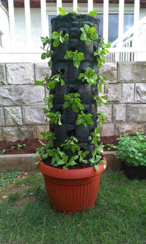 Как посадить вертикальную клумбу с петунией. Из металлической сетки и садовой пленки