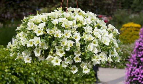 Как красиво посадить петунию в саду. Петуния в ландшафтном дизайне сада, посадка и уход, идеи оформления