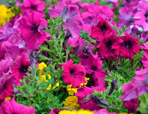 Как сделать клумбу из петунии. Петуния в ландшафтном дизайне сада, посадка и уход, идеи оформления