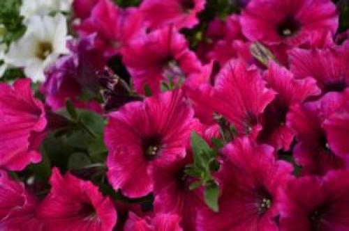 Вертикальная клумба для петунии. Сорта петунии для вертикальной клумбы