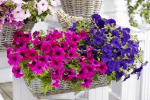 Вертикальная клумба для петунии. Сорта петунии для вертикальной клумбы