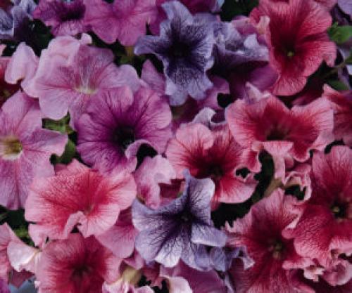 Вертикальная клумба для петунии. Сорта петунии для вертикальной клумбы