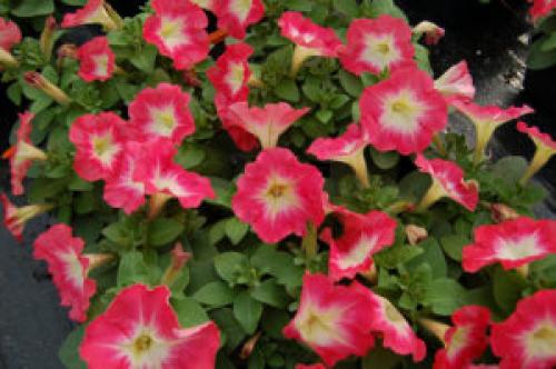 Вертикальная клумба для петунии. Сорта петунии для вертикальной клумбы