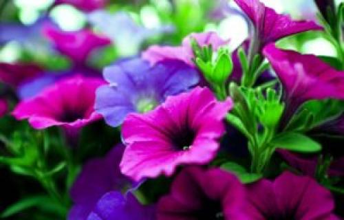 Вертикальная клумба для петунии. Сорта петунии для вертикальной клумбы