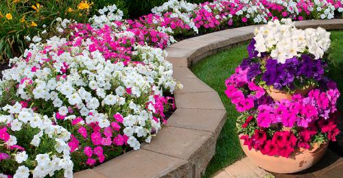 Как красиво посадить петунию в саду. Петуния в ландшафтном дизайне сада, посадка и уход, идеи оформления