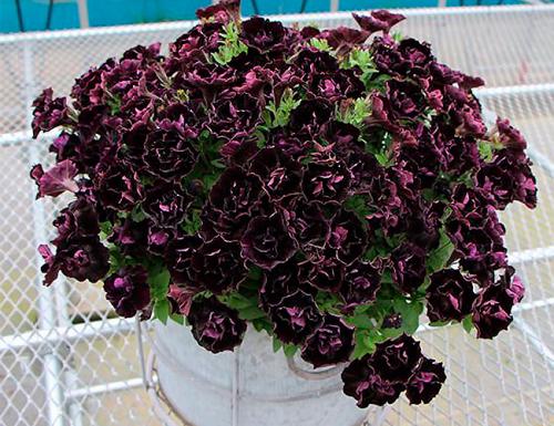 Как сделать клумбу из петунии. Петуния в ландшафтном дизайне сада, посадка и уход, идеи оформления