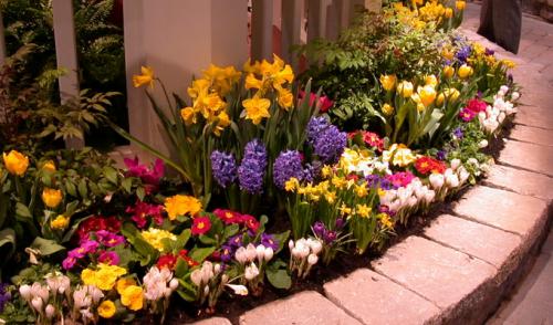 Петунии в дизайне сада. Круглые клумбы и бордюры с использованием петуний