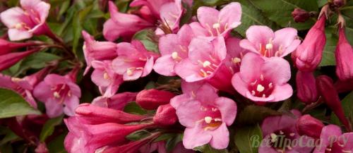 Многолетние кустарники. Цветущие виды