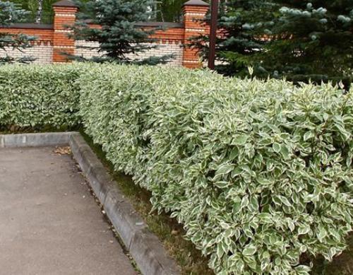 15 быстрорастущих декоративных кустарников, которые преобразят участок 21