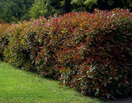 15 быстрорастущих декоративных кустарников, которые преобразят участок 24